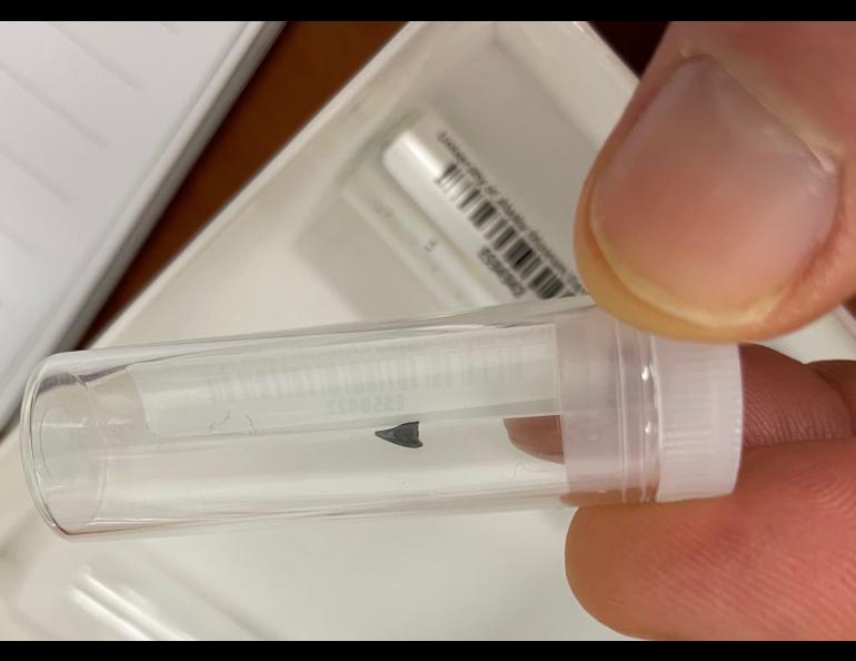 A tiny bird tooth — 73 million years old — found in bluffs of the Colville River. Lauren Keller carried this sample to her presentation at the University of Alaska Fairbanks. Photo by Ned Rozell.