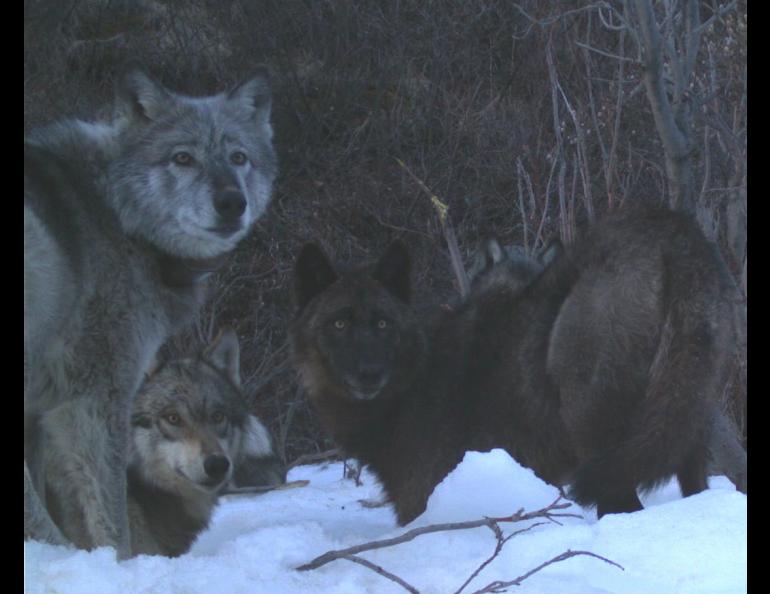 1. Four members of the Riley Creek wolf pack, including the matriarch, “Riley,” dig a moose carcass frozen from creek ice in May 2016. National Park Service trail camera photo.