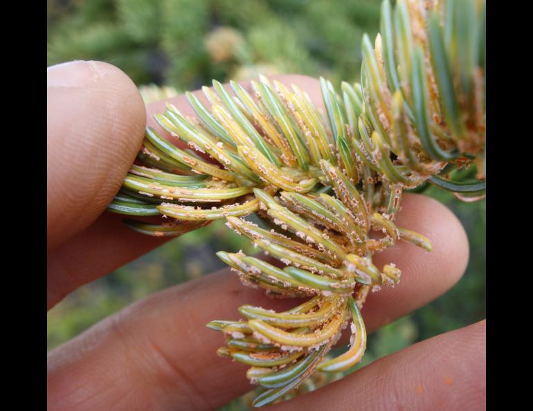 Spores of the spruce needle rust fungus on needles of white spruce trees growing off Alaska’s Denali Highway. Photo by Ned Rozell.