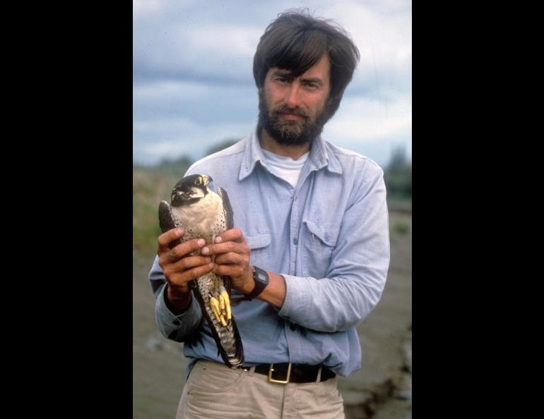 Skip Ambrose holds a peregrine falcon during a trip to monitor the birds along the upper Yukon River in 1985. Robin Long photo.