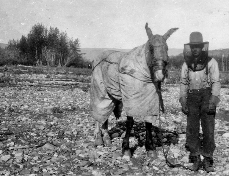 R.L. Phillips pauses with his “mosquito-proofed” horse Sparkplug on a gravel bar of the Tatonduk River, a tributary of the Yukon River, on June 17, 1930. From the J.B. Mertie Collection of photos, U.S. Geological Survey Denver Library Photographic Collection, public domain.