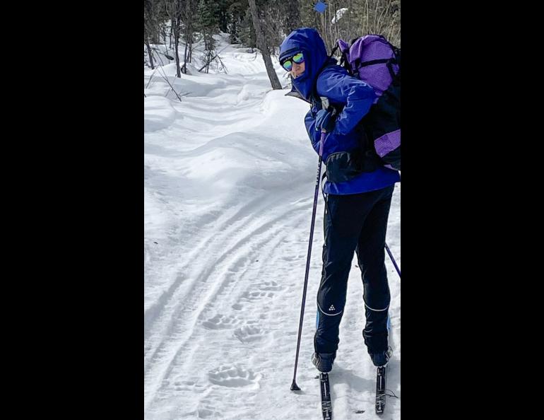 Kristen Rozell skis past grizzly bear tracks pressed into a snowmachine trail near Fairbanks on April 23, 2023. Photo by Ned Rozell.