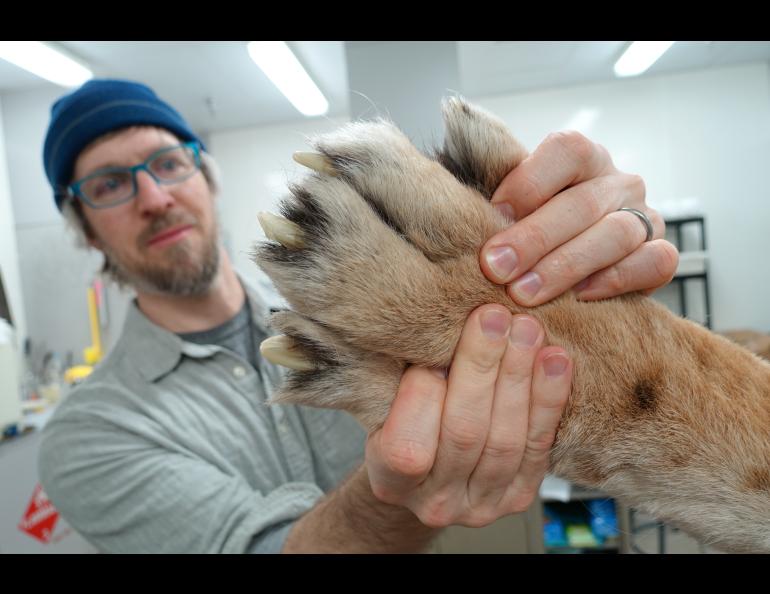 Aren Gunderson of the UA Museum of the North inspects the back paw of a Siberian tiger donated recently by officials of the Alaska Zoo in Anchorage after the tiger died at age 19. Photo by Ned Rozell.