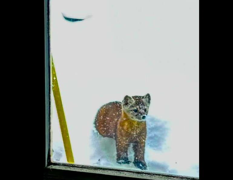 A marten visits the Fairbanks home of Tim Walker. Walker has seen the animal several times. Photo by Tim Walker.