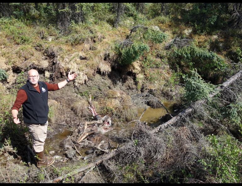 Permafrost expert Tom Douglas in a recent ground-collapse feature, in which he found a young, dead moose. Photo by Ned Rozell.