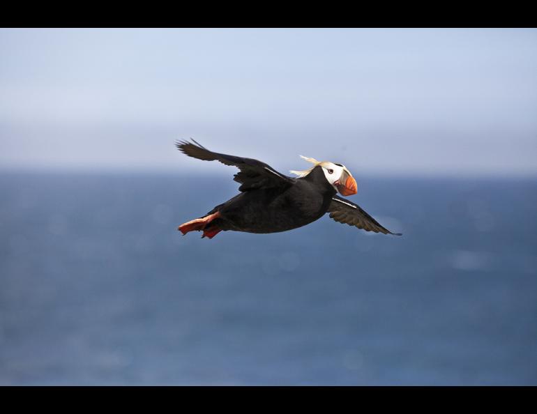 A tufted puffin in flight above Bogoslof Island in the Bering Sea. Photo by Ajay Varma, USGS.