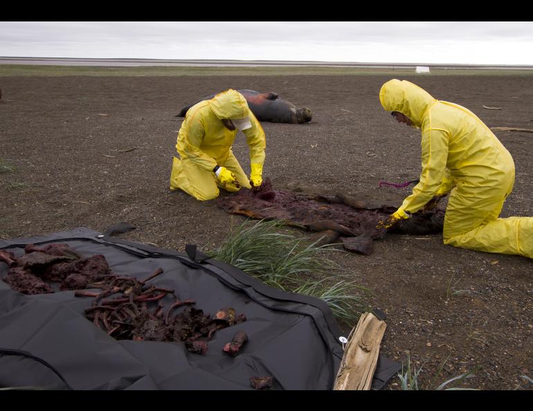 Casey Clark and Nicole Misarti, right, remove the bones from a walrus that was trampled by other walruses near Point Lay, Alaska, in 2015. Photo by Kelsey Gobroski.