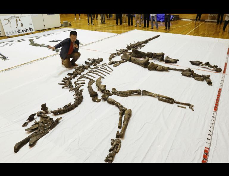 Yoshitsugo Kobayashi of Hokkaido University Museum in Sapporo, Japan, with the bones of a dinosaur he and a team excavated there. Photo courtesy Yoshitsugo Kobayashi.