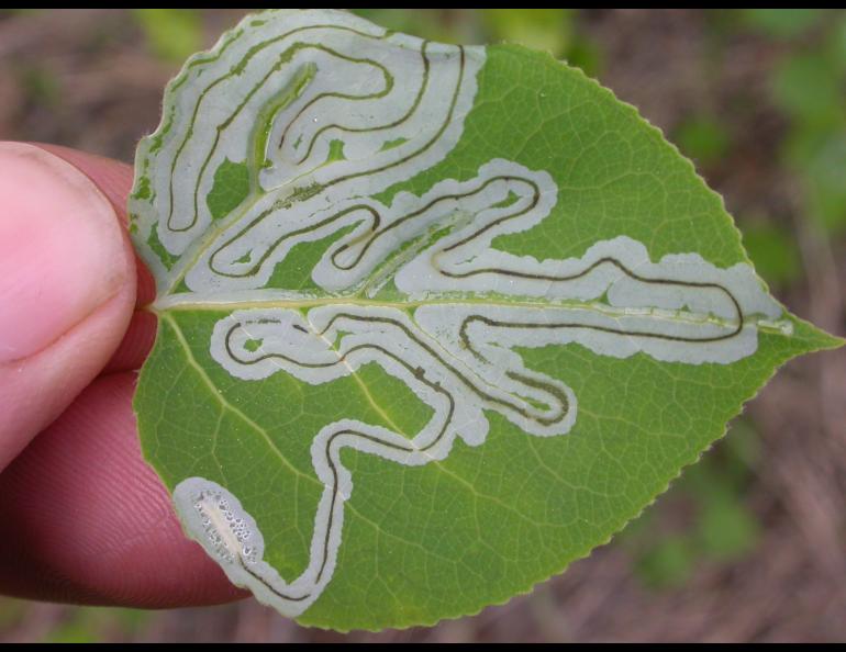 The caterpillar stage of the aspen leaf miner feeds on a leaf. Photo by Ned Rozell.