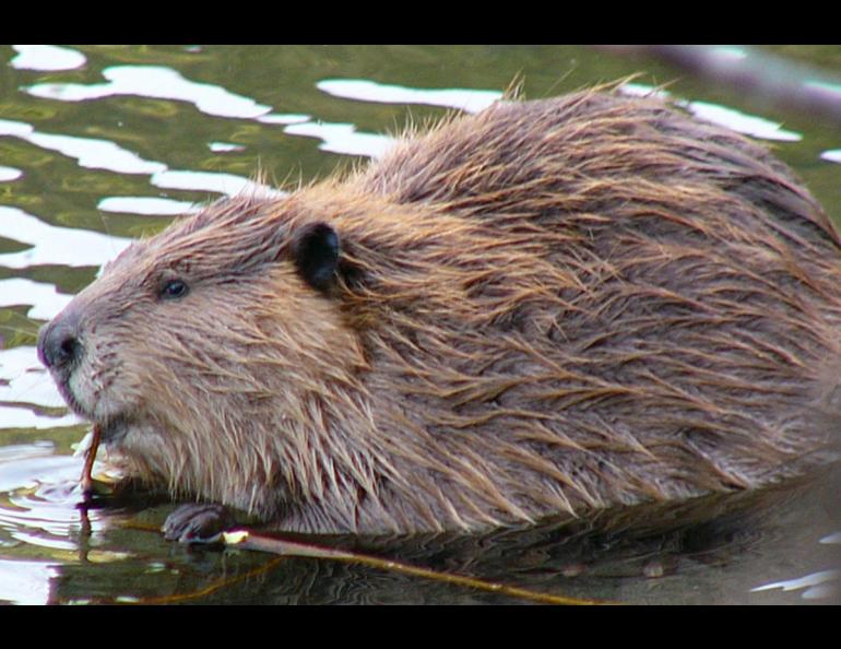 Beavers get more than their share of blame for spreading Giardia. Photo by Frank Zmuda, Alaska Department of Fish and Game.