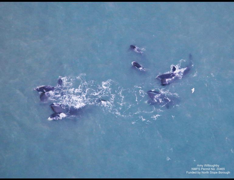 A feeding group of bowhead whales off the northern coast of Alaska in fall 2020. NOAA biologist Amy Willoughby took this photo during an airplane survey of the whales. Photo by Amy Willoughby.