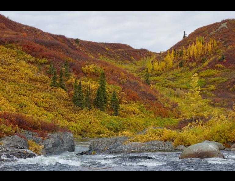 Colors of deciduous trees and bushes on the upper Delta River in Interior Alaska. Photo by Ned Rozell.