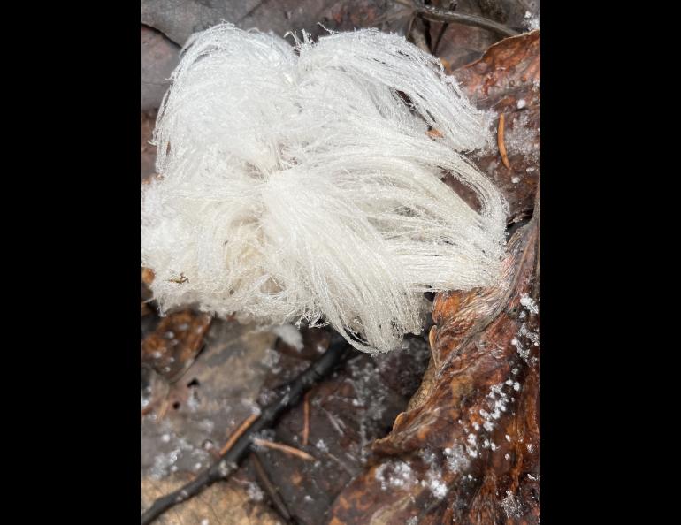 “Hair ice” grows from the forest floor in Fairbanks. Photo by Ned Rozell.