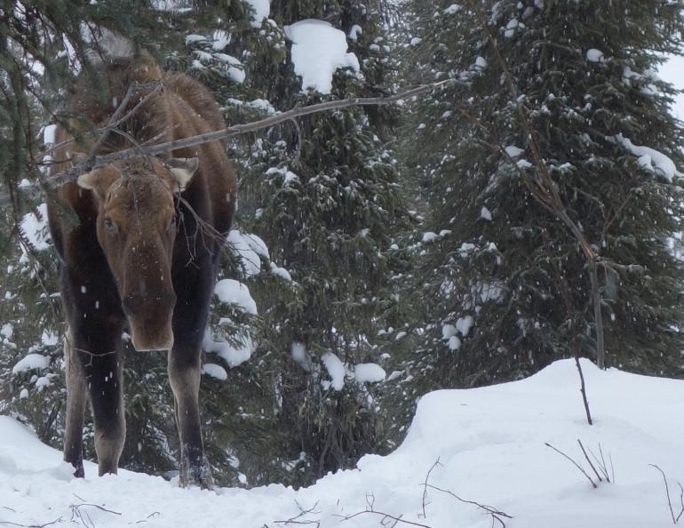A moose in the White Mountains north of Fairbanks refuses to yield the trail to dog mushers in deep snow in March 2018. The mushers turned their teams around. Photo by Ned Rozell.