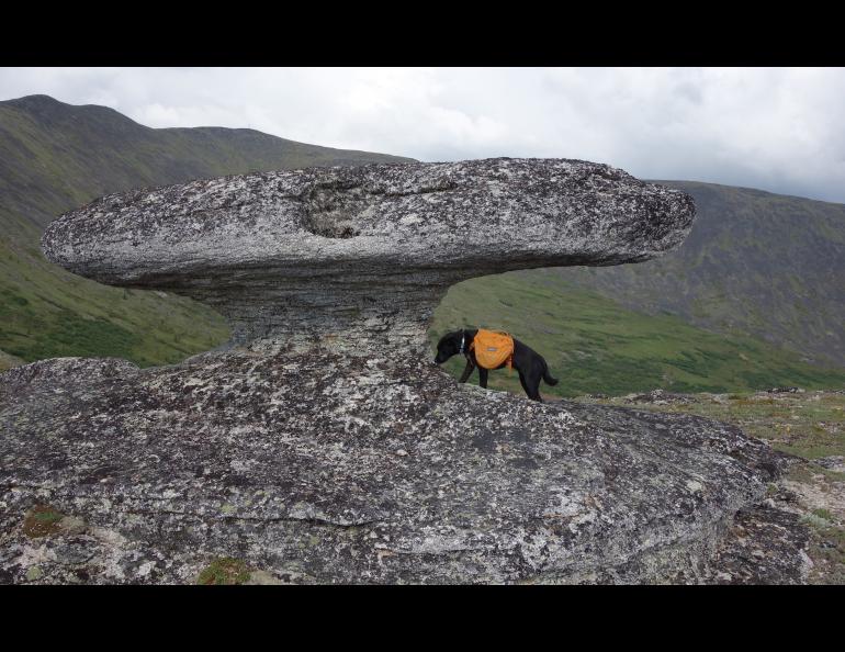 A mushroom-shaped granite tor about 60 miles from Fairbanks. Photo by Ned Rozell.