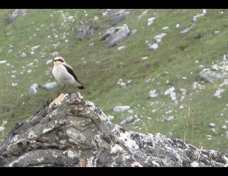 A northern wheatear in the Kokrines Hills of Interior Alaska. Photo by Ned Rozell.