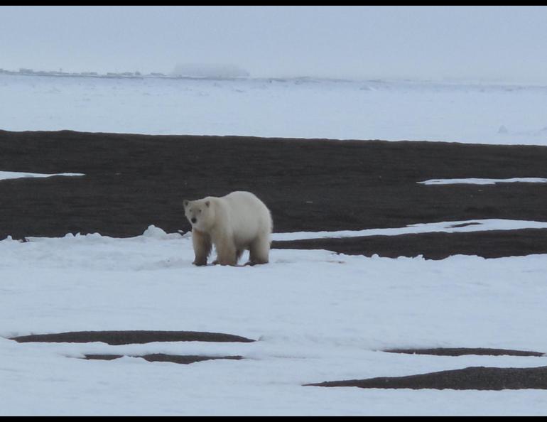 A polar bear feeds near a pile of whale bones north of Utqiaġvik. Photo by Ned Rozell.