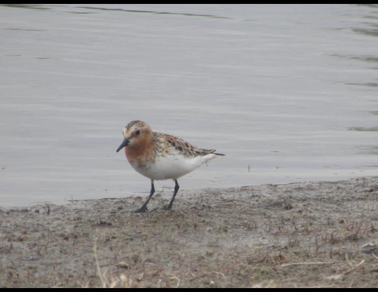 A red-necked stint feeds at Tanana Lakes Recreation Area in south Fairbanks. Photo by Hazel Sutton.