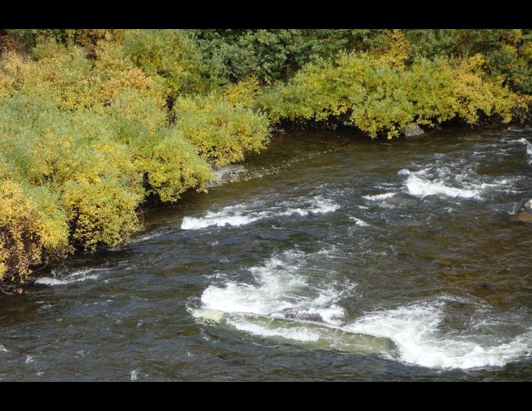 A submerged aluminum canoe on the upper Delta River is like a billboard for those who will read it. Photo by Ned Rozell.