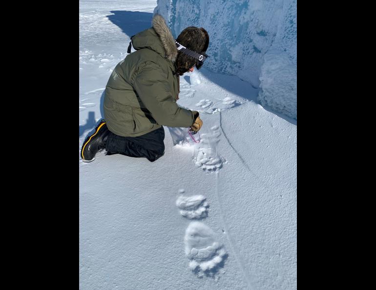 Wildlife technician Pete Detwiler of the North Slope Borough Department of Wildlife Management samples polar bear tracks north of Utqiaġvik in April 2021 for a project to identify bears by the DNA left behind in their footprints. Photo by Craig George.