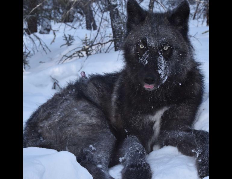 An Alaska wolf, one of which traveled more than 3,500 miles in one year. Photo by Kyle Joly.