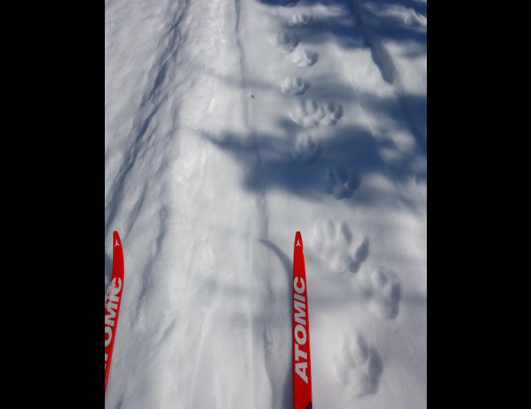 Wolf tracks on a winter trail not far from Fairbanks. Photo by Ned Rozell.