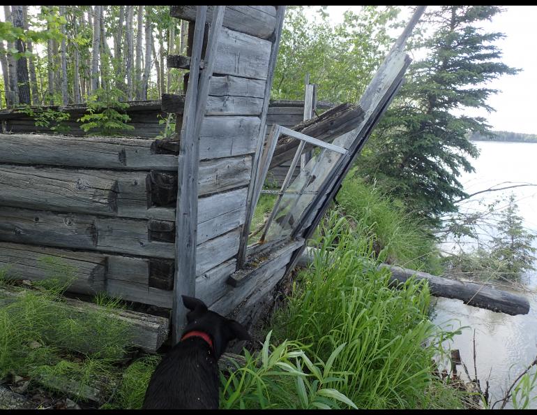 A building at the site of Cos Jacket, a former village on the Tanana River. Photo by Ned Rozell.