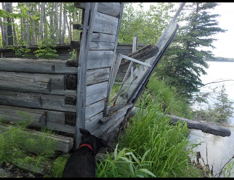 A building at the site of Cos Jacket, a former village on the Tanana River. Photo by Ned Rozell.