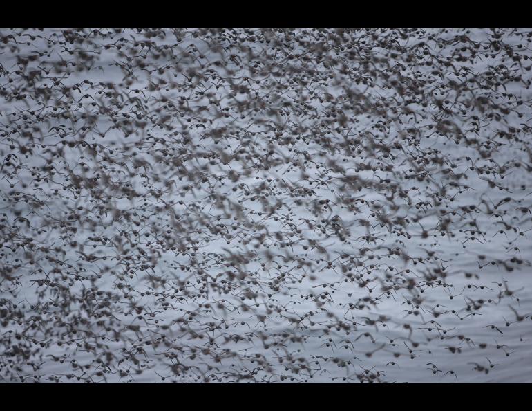 A flock of auklets flying off Buldir Island in the Aleutian chain. Photo by Cornelius Schlawe.