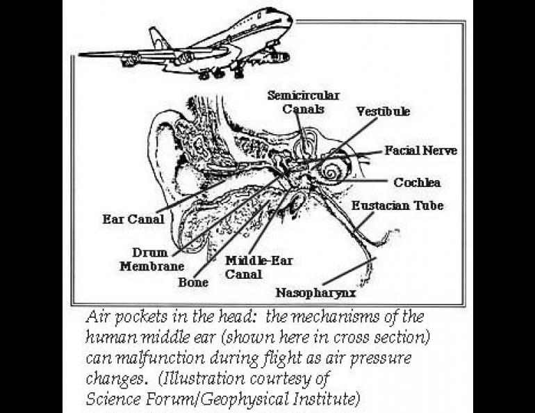 Ear Cross-Section Diagram 