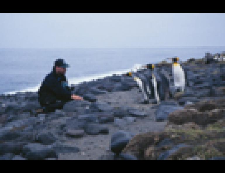 Doug Thost, an Australian glaciologist, converses with King penguins on Heard Island north of Antarctica. An Alaska researcher recently found that a glacier on Heard Island has melted at the same alarming rate as many Alaska glaciers during the past 50 years. Martin Truffer photo.