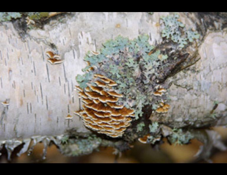 Fungus of the species Stereum and a Parmelia sulcata lichen cling to a birch tree. Geophysical Institute Photo.