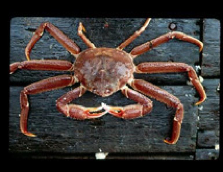 A Tanner crab. Alaska Department of Fish and Game photo.
