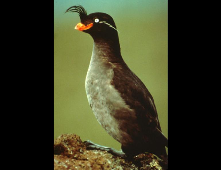 A crested auklet. Photo courtesy of U.S. Fish and Wildlife Service, Alaska Maritime National Wildlife Refuge.