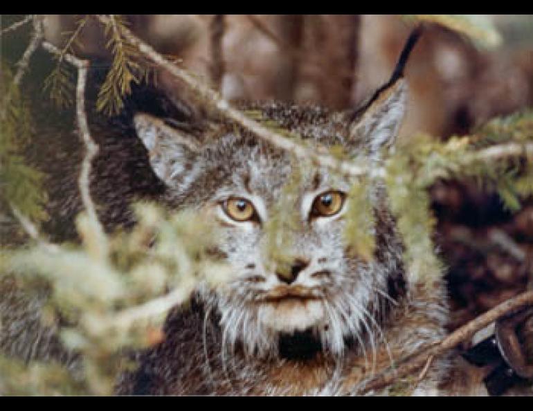  A lynx on Alaska’s Kenai Peninsula.Photo courtesy Kenai National Wildlife Refuge staff. 