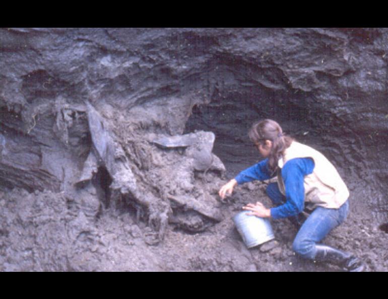 Mary Lee Guthrie in the late 1970s unearths a resident of Alaska’s past, a bison named Blue Babe that had been killed by lions 36,000 years ago near what is now Fairbanks. Photo by Dale Guthrie.