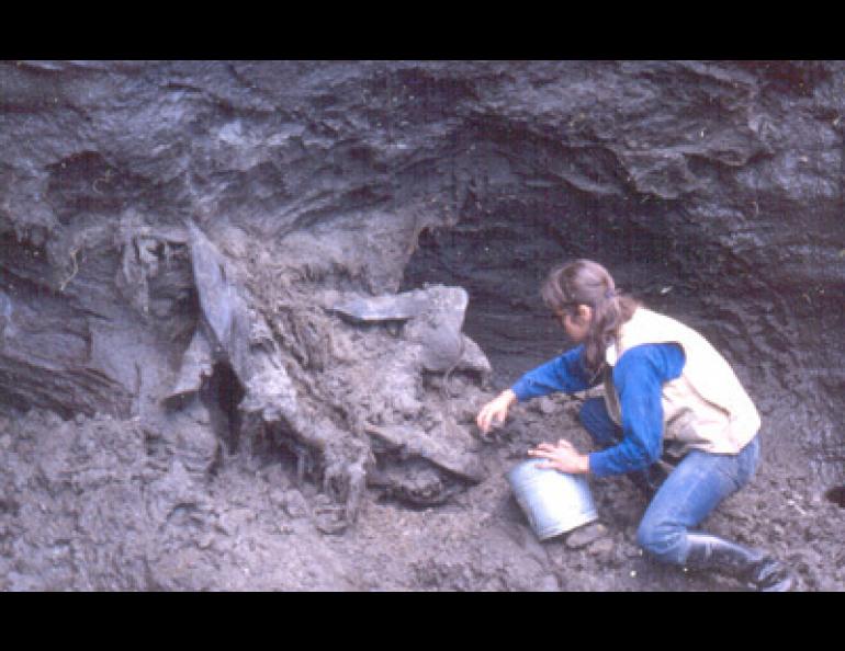 Mary Lee Guthrie in the late 1970s unearths a resident of Alaska’s past, a bison named Blue Babe that had been killed by lions 36,000 years ago near what is now Fairbanks. Photo by Dale Guthrie. 