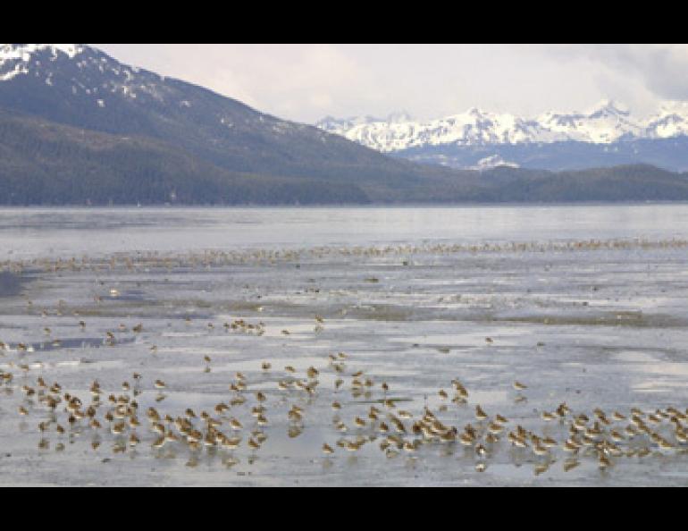  Shorebirds migrate by the hundreds of thousands through Alaska’s Copper River Delta. photo by Ned Rozell. 