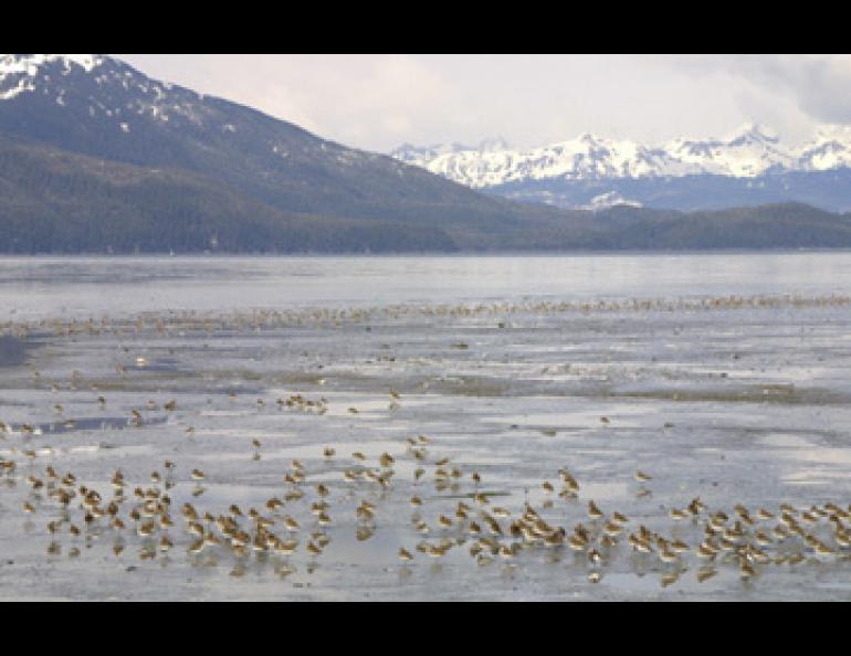 Shorebirds migrate by the hundreds of thousands through Alaska’s Copper River Delta. photo by Ned Rozell.