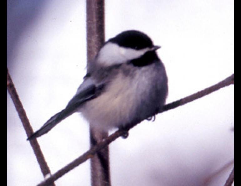 By Kristen Rozell, Alaska Bird Observatory.