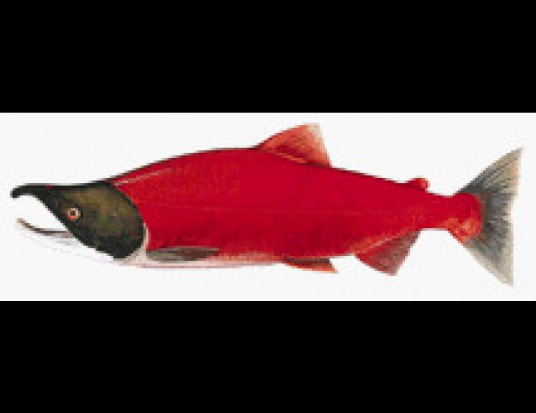 Illustration: A male red salmon, also known as a sockeye. Illustration by U.S. Fish and Wildlife Service.