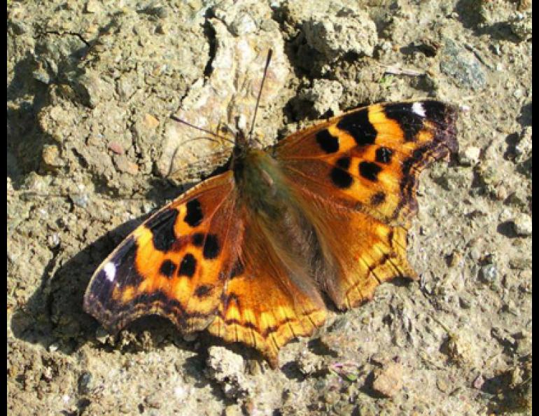 A Compton tortoiseshell butterfly suns itself in the Bonanza Creek Experimental Forest near Fairbanks. Photo by Ken Philip.