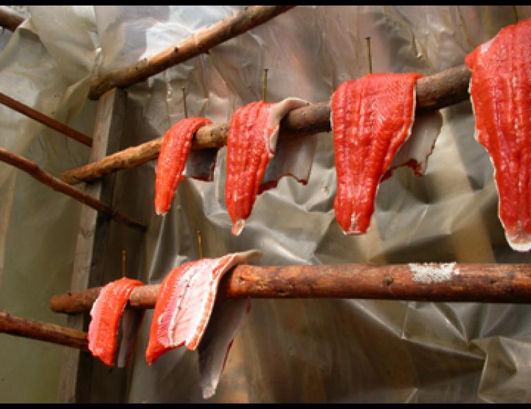  Red salmon, a traditional food high in omega-3 fatty acids. Photo by Ned Rozell. 