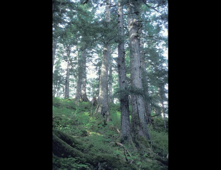 The terrain of Coronation Island, which Alaska biologists stocked with wolves in 1960. Dave Klein photo.