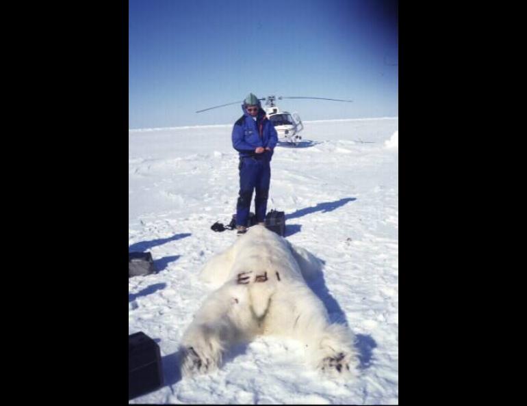  Andrew Derocher of the University of Alberta stands over a sedated polar bear during a study in the Barents Sea between Russia and Norway. Photo courtesy Andrew Derocher. 
