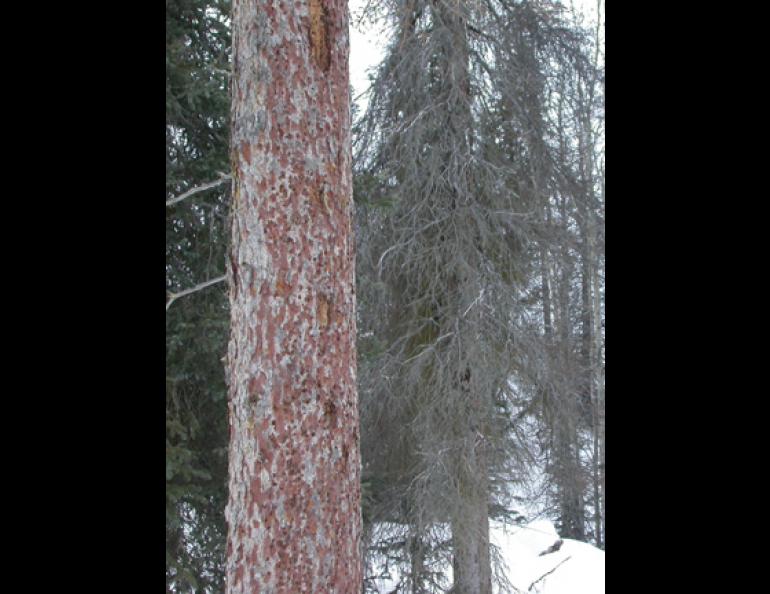  Spruce bark beetle damage on white spruce trees near Hope, Alaska. Beetles killed more than 30 million trees in an epidemic that started in the early 1990s. Ned Rozell photo. 