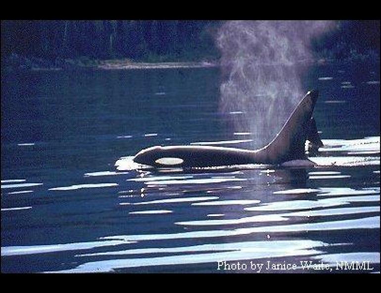  A killer whale, the top predator of the world’s oceans. Photo by Janice Waite, National Marine Mammal Laboratory. 