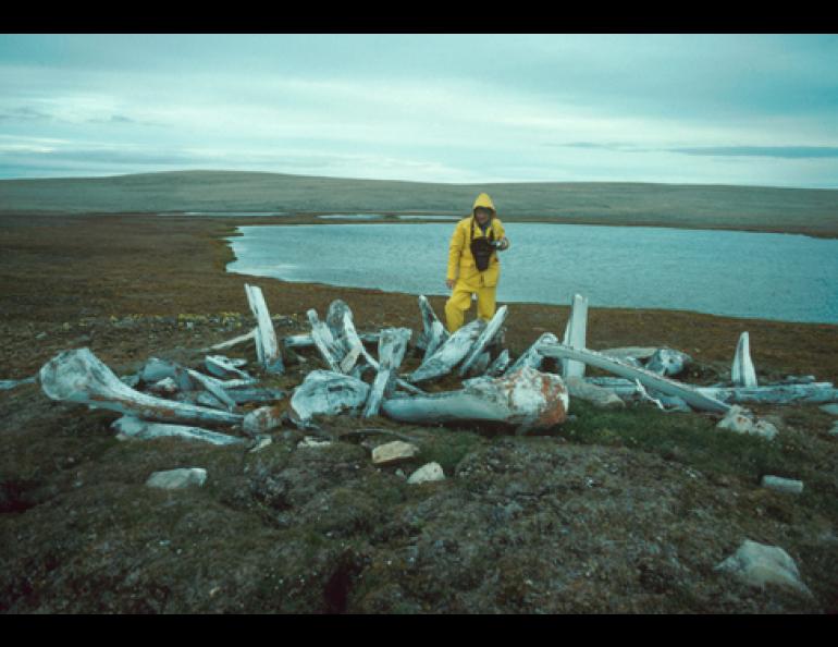  A whalebone dwelling on Bathhurst Island in Canada’s high arctic, with researcher Allen McCartney standing nearby. Scientists have found that the people who lived at these ancient sites changed the chemistry of nearby lakes, perhaps the oldest evidence of mankind altering an aquatic ecosystem in Canada or the U.S. Photo by J.M. Savelle. 