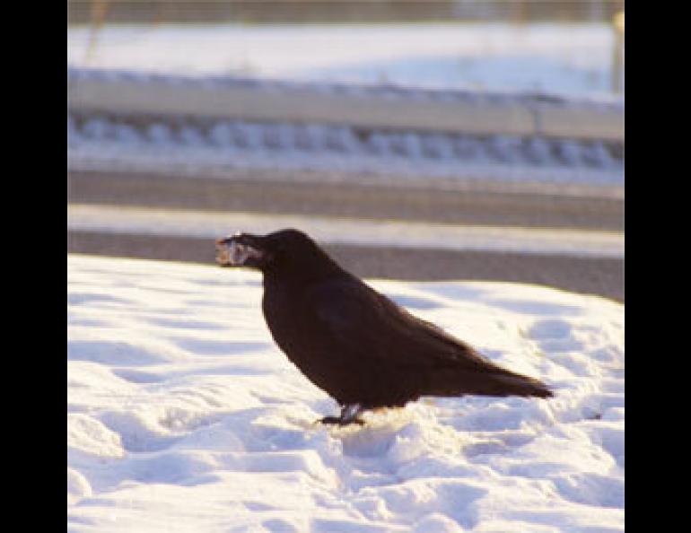  A raven in Fairbanks. Photo by Ned Rozell. 