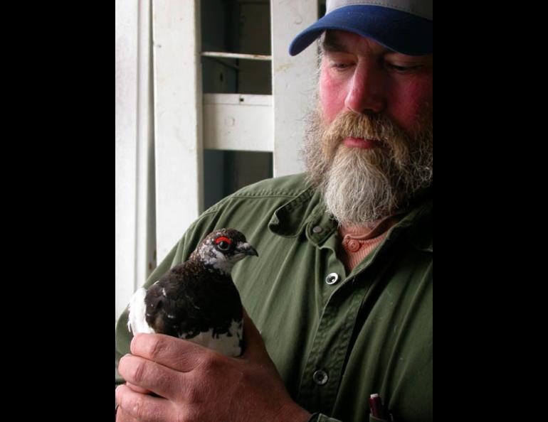  Steve Ebbert, a wildlife biologist for the Alaska Maritime National Wildlife Refuge, holds a male Evermann’s rock ptarmigan he captured on Attu. The bird now lives on Agattu, an island 30 miles away. Photo by Ned Rozell. 